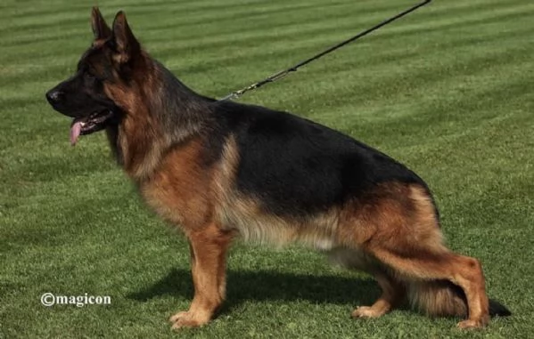 Cuccioli di pastore tedesco allevamento ENCI | Foto 2