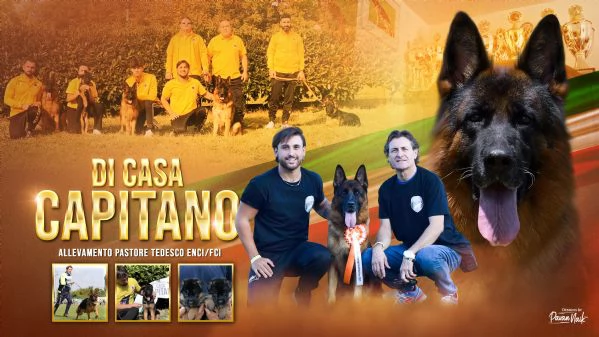 Cuccioli di pastore tedesco allevamento ENCI | Foto 1