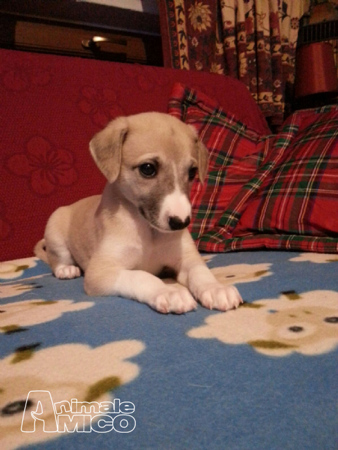 Vendita Cucciolo Levriero Da Privato A Genova Whippet Cucciolo Maschio Disponibile