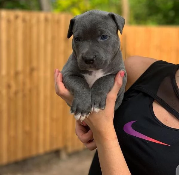  cuccioli di american pit bull terrier