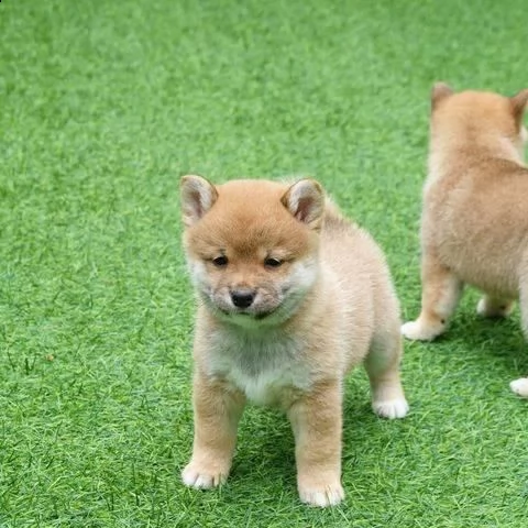  i cuccioli di shiba inu sono affettuosi