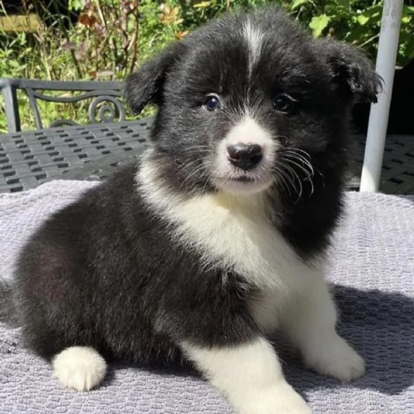 adorabili cuccioli di border collie  pronti per ladozione