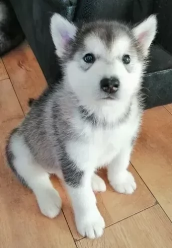 cuccioli di alaskan malamute