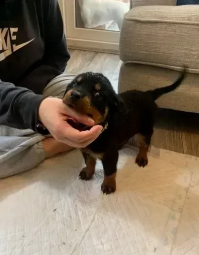 cuccioli di rottweiler