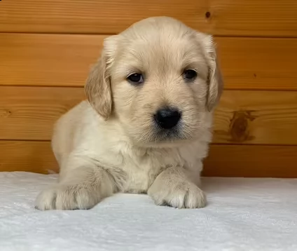  cuccioli di golden retriever 