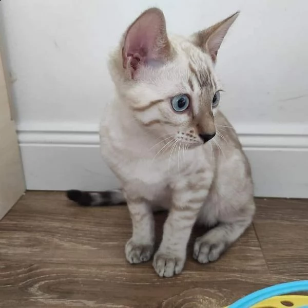  regalo gattini del bengala  | Foto 1
