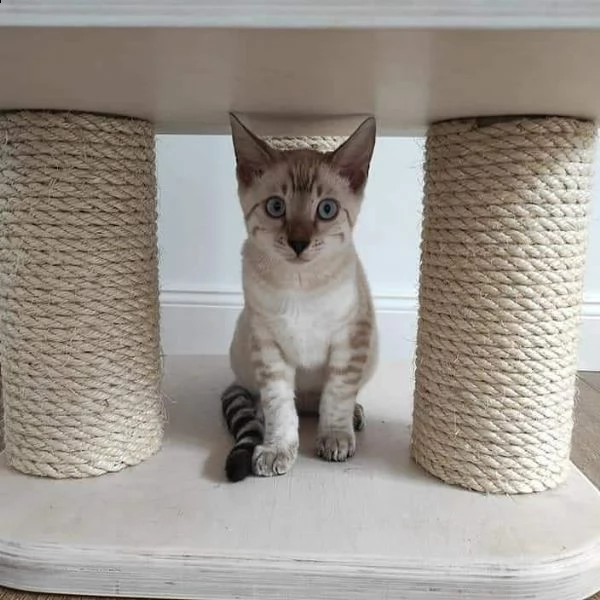  regalo gattini del bengala  | Foto 0