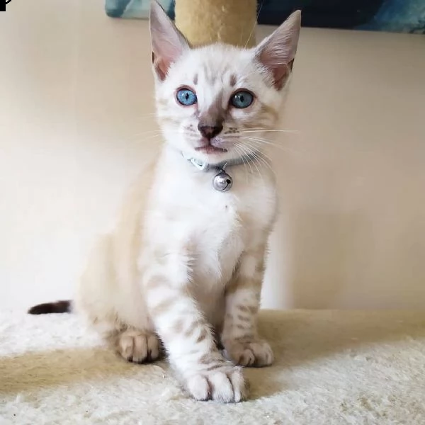  regalo gattini del bengala 