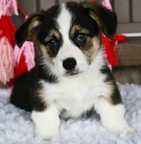 cuccioli welsh corgi pembroke | Foto 0