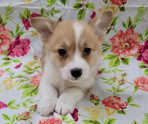 cuccioli welsh corgi pembroke