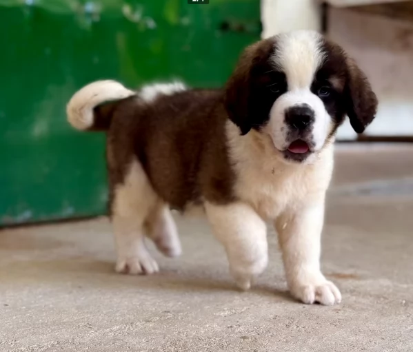 Cuccioli di San Bernardo 