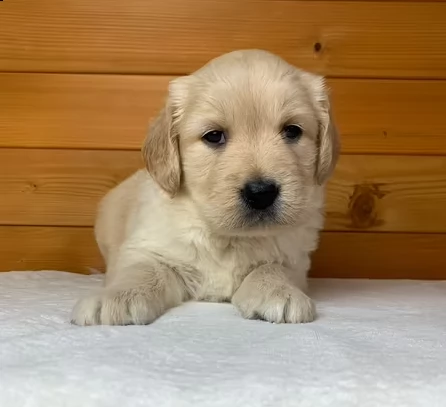 cuccioli di golden retriever 