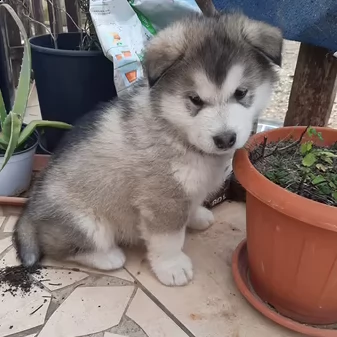 alaskan malamute con pedigree
