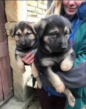 cuccioli pastore tedesco | Foto 0