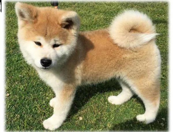  regalo akita inu cuccioli maschio e femmina disponibili cuccioli  ottima genealogia caratteri spl