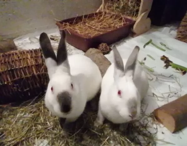 dama, galak, bianca, tre coniglietti in cerca di casa!  | Foto 3