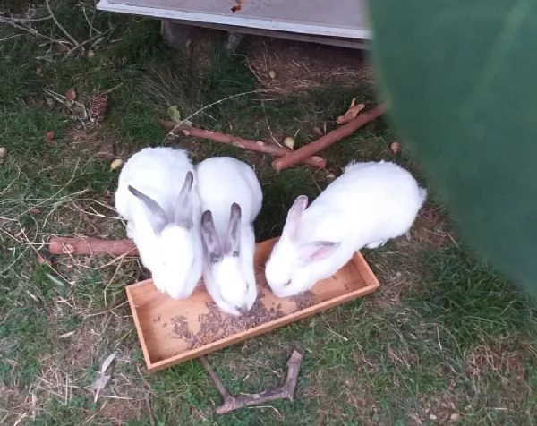 dama, galak, bianca, tre coniglietti in cerca di casa! 