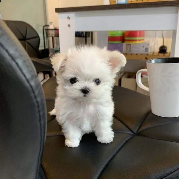 due regalo maltese toy | Foto 0