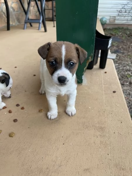 regalo jack russell terrier 