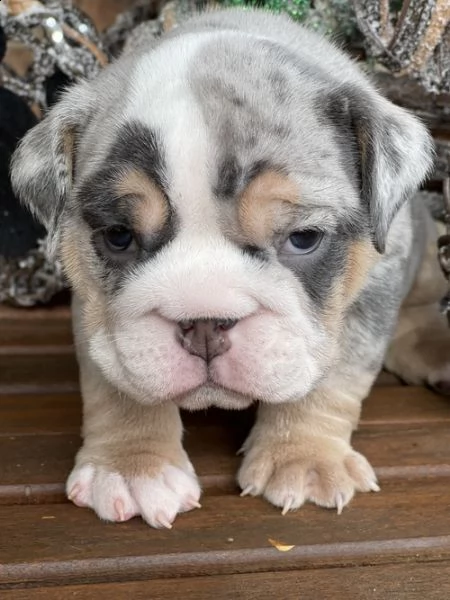 regalo bulldog inglese cuccioli con pedigree 