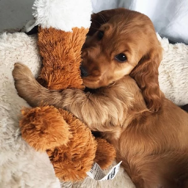 cucciolo carino e adorabile di cocker spaniel | Foto 0