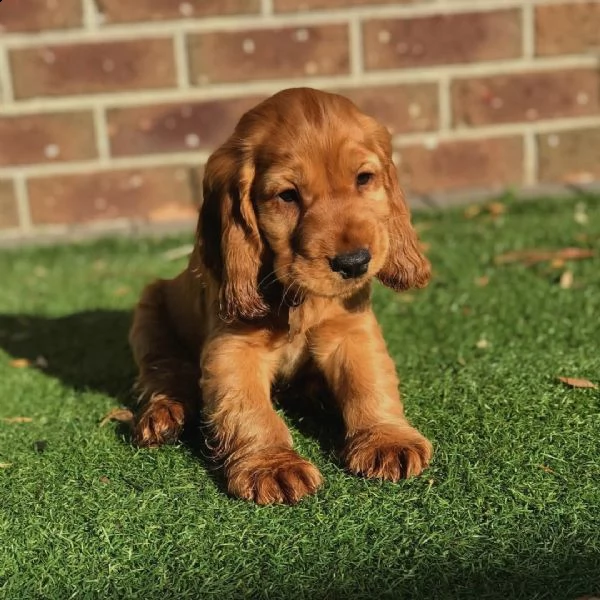 cucciolo carino e adorabile di cocker spaniel
