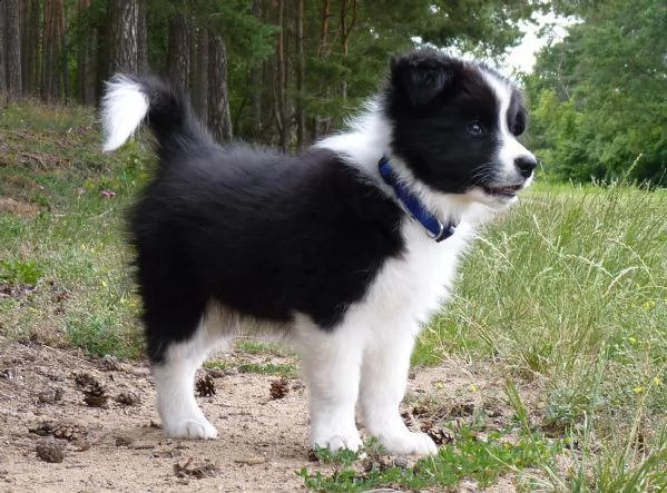 vendita cucciolo splendida cucciolata di border collie con pedigree