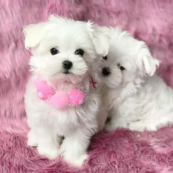 eccezionali cuccioli maltesi