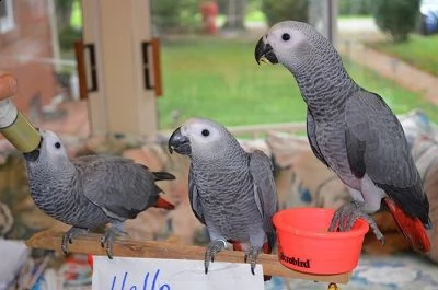 disponibili varie specie di uccelli e pappagalli | Foto 0