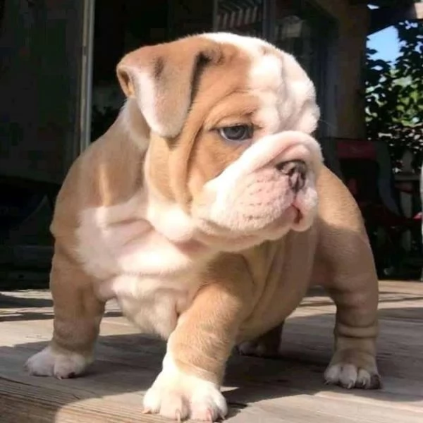 cuccioli di bulldog inglese super adorabili
