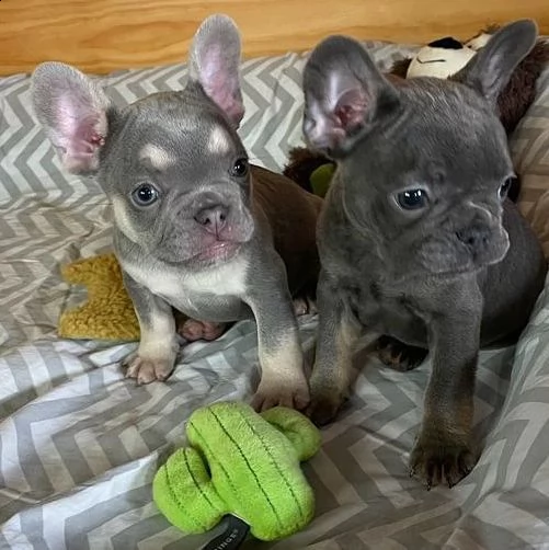 bellissimo vero bulldog francese nerobianco maschio 