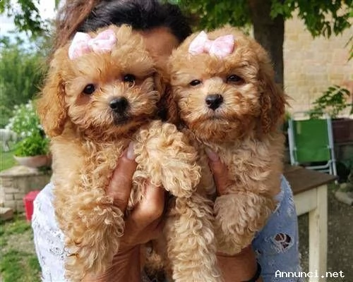cuccioli di barboncini toy 