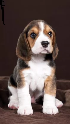 beagle  mini  maschio e femmina | Foto 0