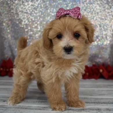 cuccioli maltipoo | Foto 0