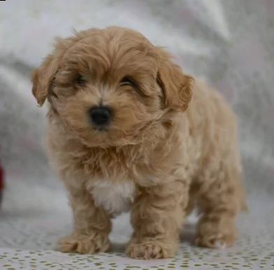 cuccioli maltipoo