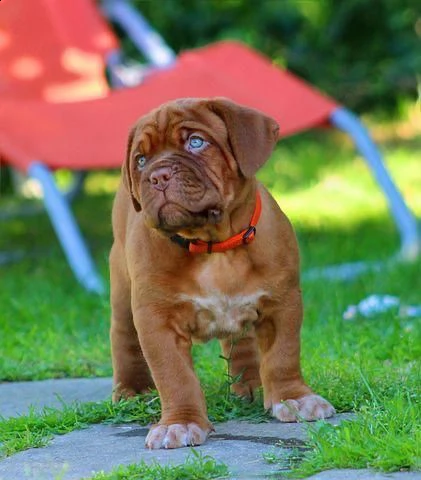  regalo cuccioli di dogue de bordeaux disponibili 5 splendidi cuccioli di dogue de bordeaux 3 maschi