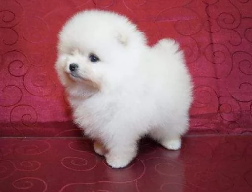 cuccioli di spitz nano di pomerania