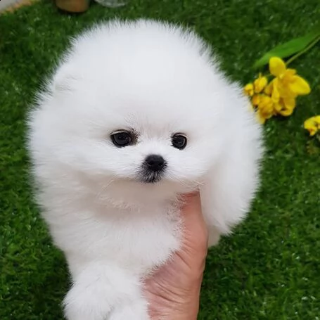 regalo volpino pomerania toy