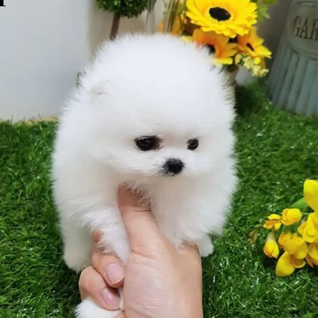 piccolissimi cuccioli volpino del pomerania