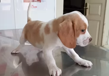 cuccioli di beagle 