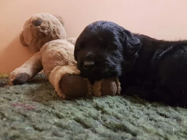CUCCIOLI DI LABRADOR RETRIEVER 