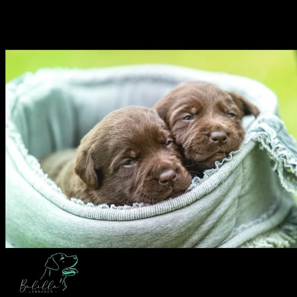 CUCCIOLI DI LABRADOR RETRIEVER  | Foto 0