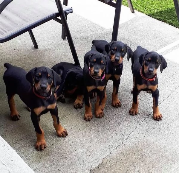 cuccioli doberman pinscher disponibili per ladozione