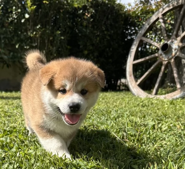 Cuccioli AKITA Inu