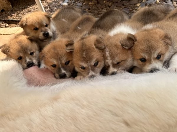 Cuccioli AKITA Inu | Foto 3