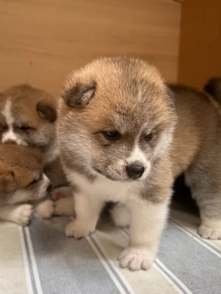 Cuccioli AKITA Inu | Foto 2