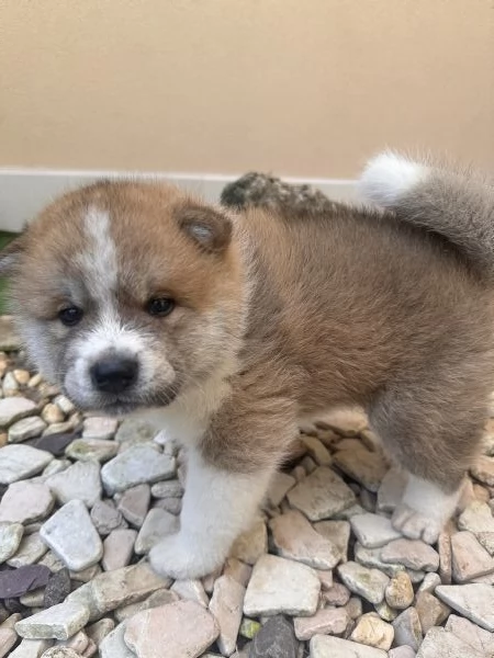 Cuccioli AKITA Inu | Foto 0
