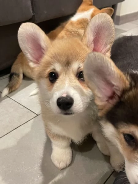bellissimi bambini pembroke welsh corgi