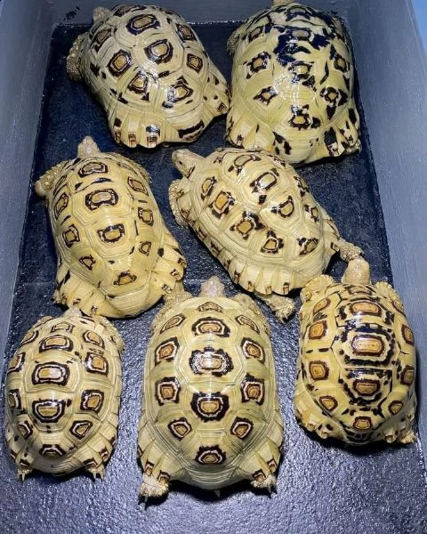 tartaruga aldabra, tartaruga delle galapagos, tartaruga leopardo, tartaruga sulcata | Foto 1