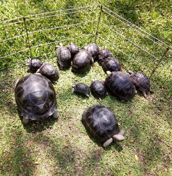 tartaruga aldabra, tartaruga delle galapagos, tartaruga leopardo, tartaruga sulcata | Foto 0